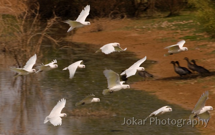 Lake Eyre (Day 2)_20070407_095.jpg - Corellas and ducks at Alberrie Springs, Oodnadatta Track